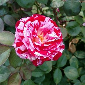 Meet your Posher, Pini